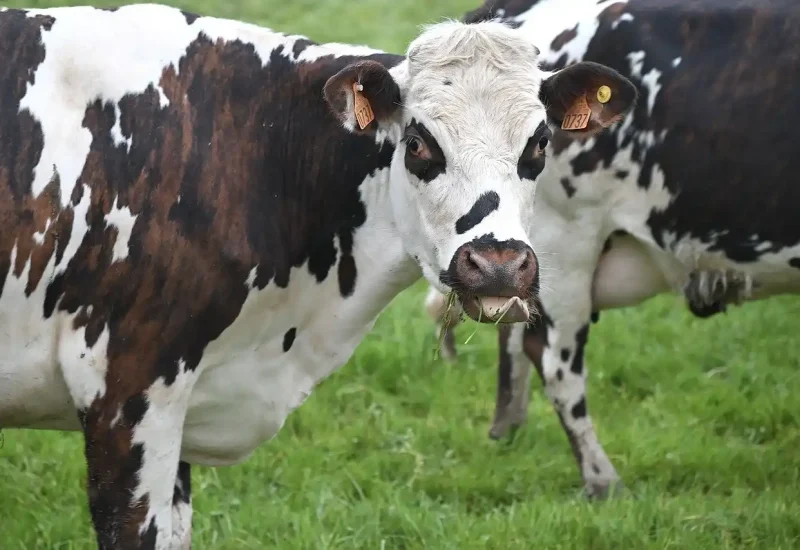 Een koe kijkt naar de camera
