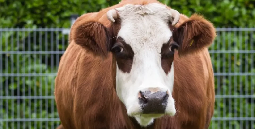 kinderboerderij-enschede-noord-013