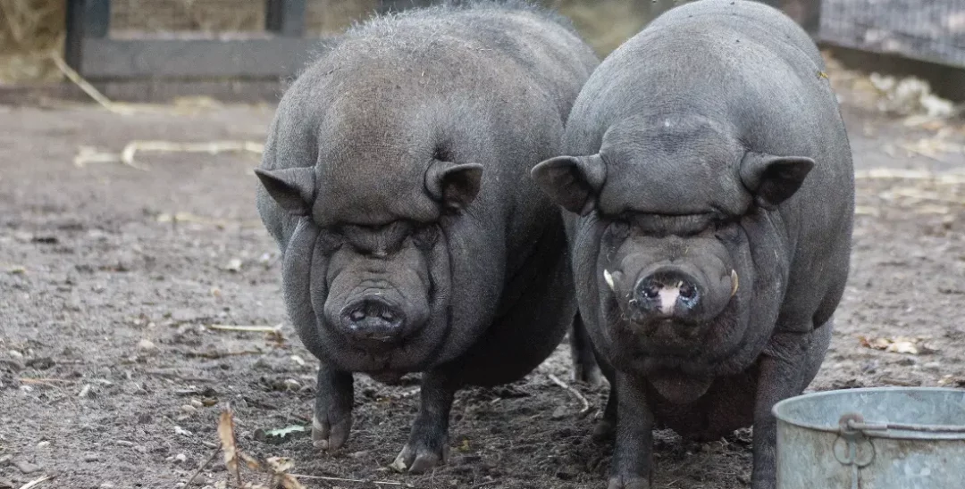 kinderboerderij-enschede-noord-019