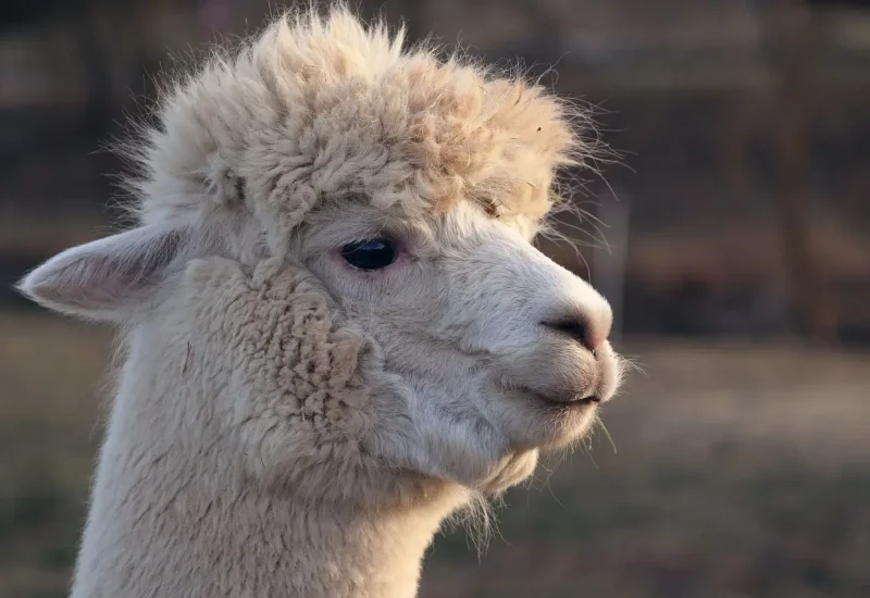 Een lama van dichtbij