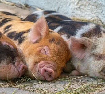 Drie varkens liggen te slapen