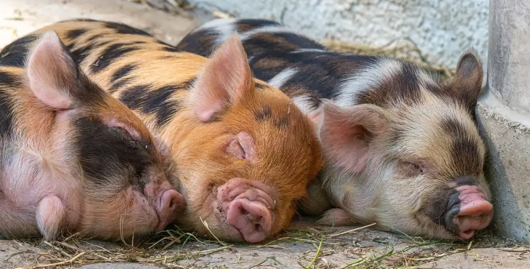 Drie varkens liggen te slapen