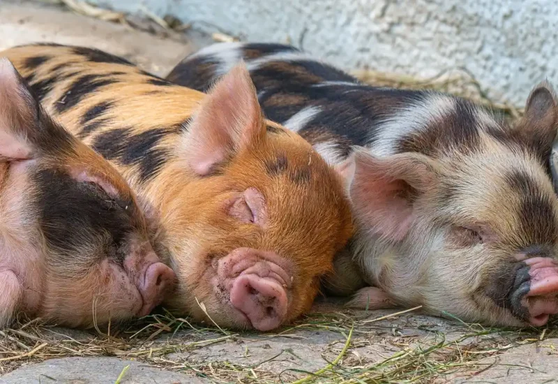 Drie varkens slapen