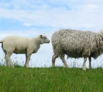Schaap-jong-zij-waard Een texelaar schaap en een jonge schaap staan in een veld op een heuvel en ze kijken naar links