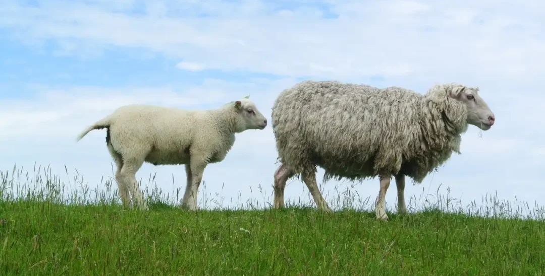 Schaap-jong-zij-waard Een texelaar schaap en een jonge schaap staan in een veld op een heuvel en ze kijken naar links